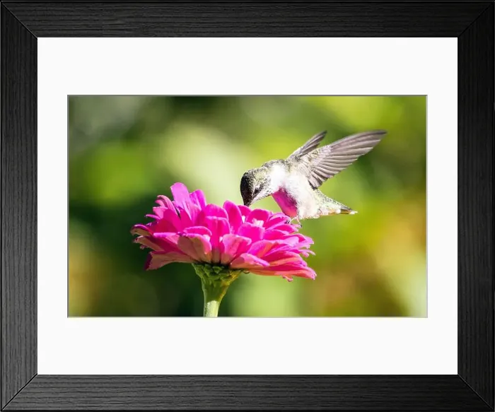 Framed Print : Closeup of a Ruby-throated Hummingbird in flight and feeding on nectar from a pink Zinnia flower in Quebec, Canada Framed Print : Closeup of a Ruby-throated Hummingbird in flight and feeding on nectar from a pink Zinnia flower in Quebec, Canada
