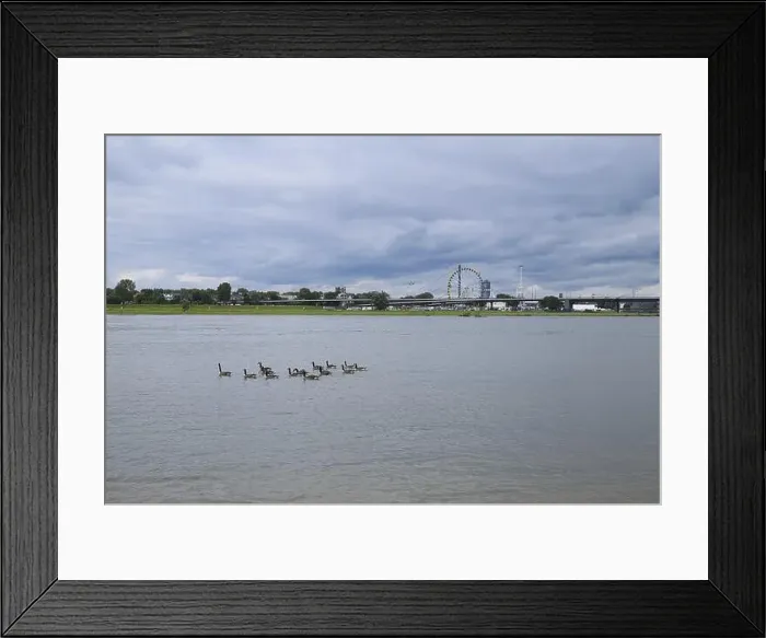 Framed Print : Canada geese on the Rhine, behind them a Ferris wheel, Duesseldorf, Germany, Europe
