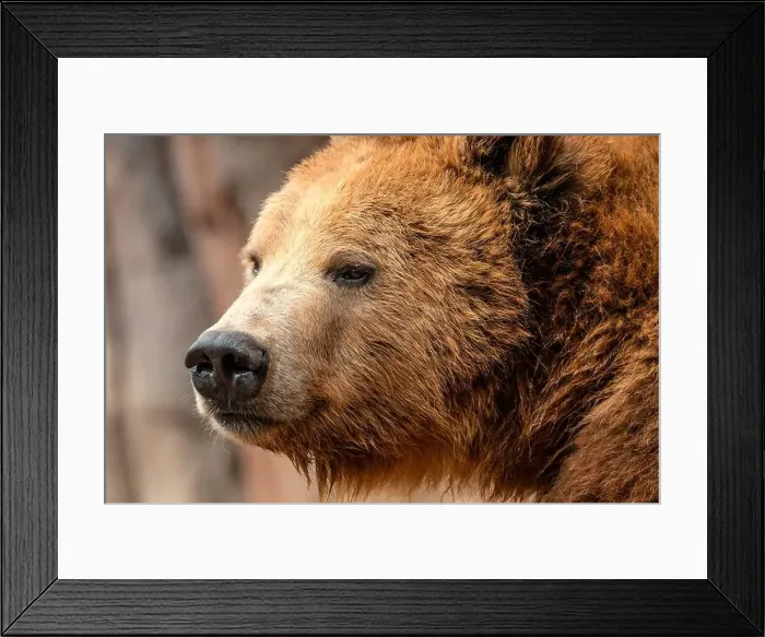 Framed Print : Brown Bears Framed Print : Brown Bears