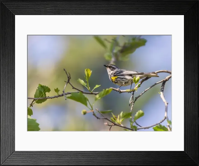 Framed Print : Myrtle Yellow-rumped Warbler in Fairbanks, Alaska Framed Print : Myrtle Yellow-rumped Warbler in Fairbanks, Alaska