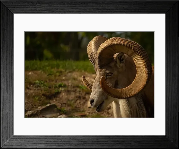 Framed Print : Male argali. Wild Altai mountain sheep with mighty spiral horns