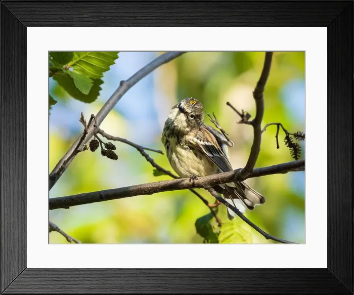 Framed Print : Myrtle Yellow-rumped Warbler in Fairbanks, Alaska Framed Print : Myrtle Yellow-rumped Warbler in Fairbanks, Alaska