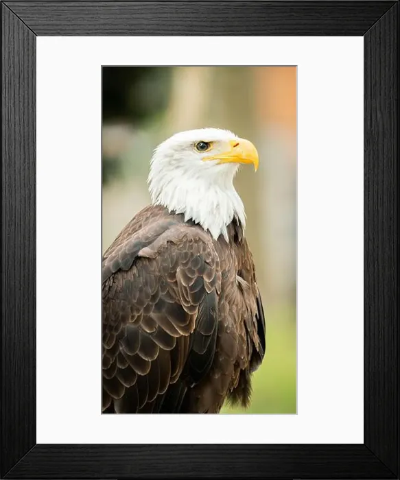Framed Print : Medium shot of a bald eagle Framed Print : Medium shot of a bald eagle