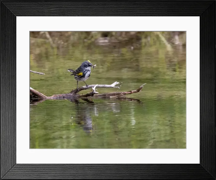 Framed Print : Myrtle Yellow-rumped Warbler in Fairbanks, Alaska Framed Print : Myrtle Yellow-rumped Warbler in Fairbanks, Alaska