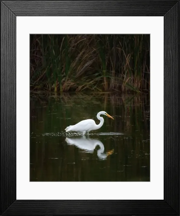 Framed Print : Great white egret standing alone in marshy pond on summer day Framed Print : Great white egret standing alone in marshy pond on summer day
