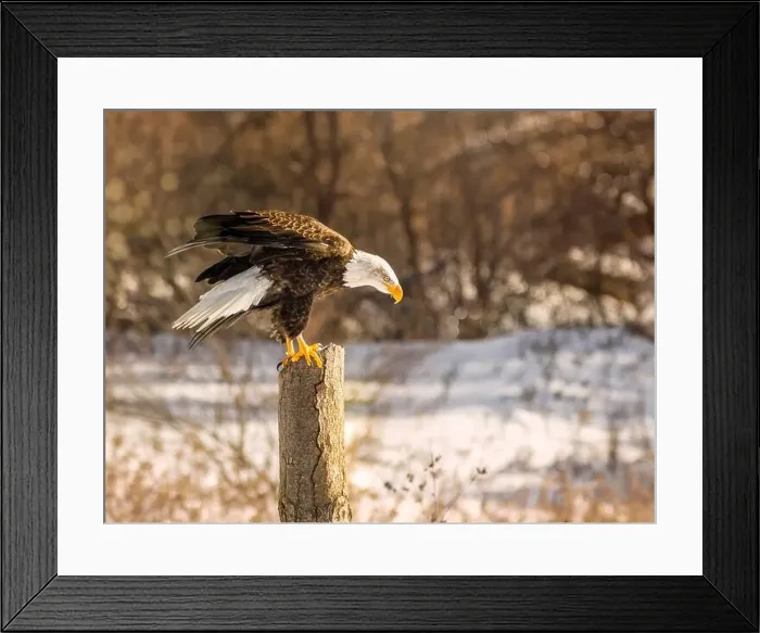 Framed Print : A bald eagle perches on a dead tree in Southern Ontario, Canada Framed Print : A bald eagle perches on a dead tree in Southern Ontario, Canada