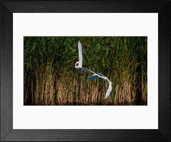 Framed Print : Two fighting Great Egrets, tall Framed Print : Two fighting Great Egrets, tall