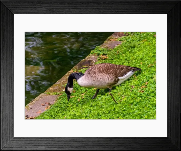 Framed Print : country goose branta canadensis on the edge of the Stadtgraben at Konigsallee in Dsseldorf Framed Print : country goose branta canadensis on the edge of the Stadtgraben at Konigsallee in Dsseldorf