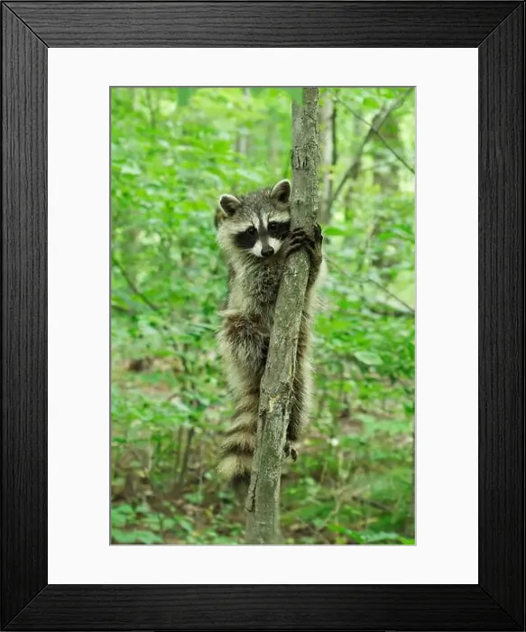 Framed Print : Raccoon holding on to a tree looking at camera Framed Print : Raccoon holding on to a tree looking at camera