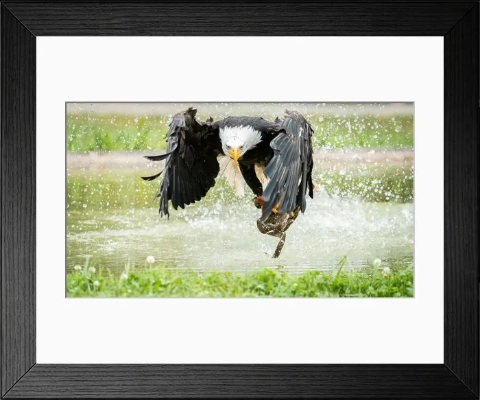 Framed Print : bald eagle showing off its prowess in a greenish and vivid setting Framed Print : bald eagle showing off its prowess in a greenish and vivid setting