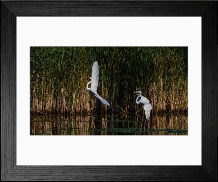 Framed Print : Two fighting Great Egrets, tall Framed Print : Two fighting Great Egrets, tall