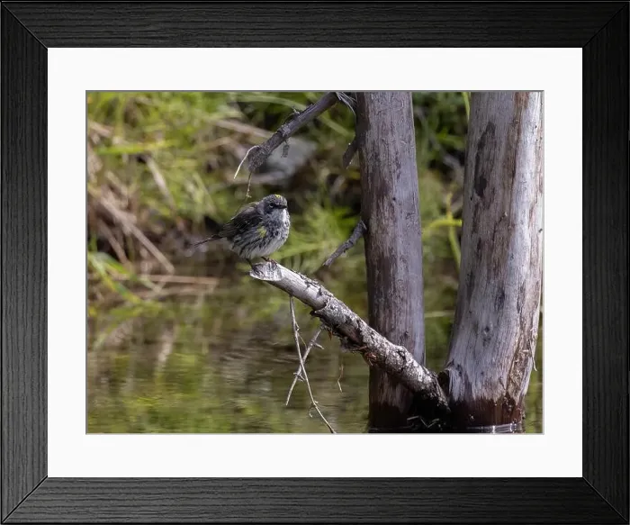 Framed Print : Myrtle Yellow-rumped Warbler in Fairbanks, Alaska Framed Print : Myrtle Yellow-rumped Warbler in Fairbanks, Alaska