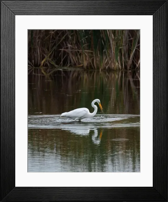 Framed Print : Great white egret eating fish in a marshy pond on a summer day