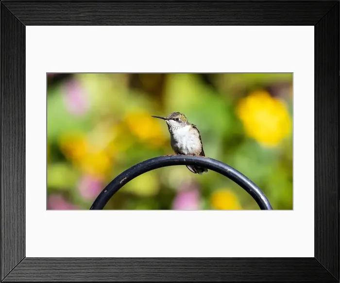 Framed Print : Closeup of a Ruby-throated Hummingbird perched in a garden in Quebec, Canada Framed Print : Closeup of a Ruby-throated Hummingbird perched in a garden in Quebec, Canada