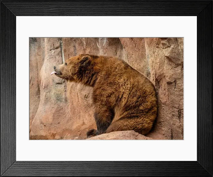 Framed Print : Brown Bears Framed Print : Brown Bears