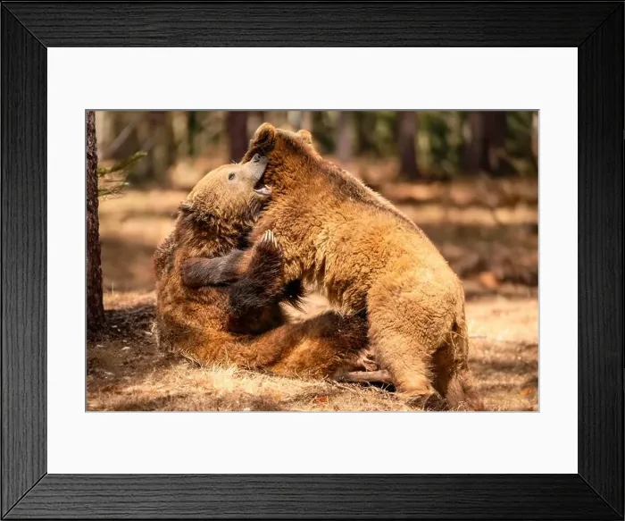 Framed Print : Brown Bears Framed Print : Brown Bears
