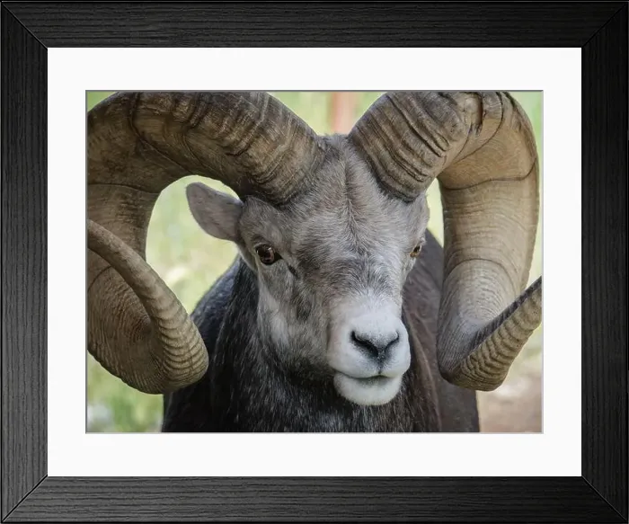 Framed Print : Getting a stare down from a sheep in the Yukon Wildlife Preserve Framed Print : Getting a stare down from a sheep in the Yukon Wildlife Preserve
