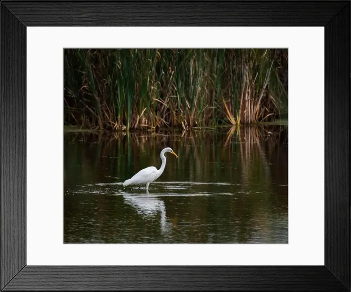 Framed Print : Great white egret eating fish in a marshy pond on summer day