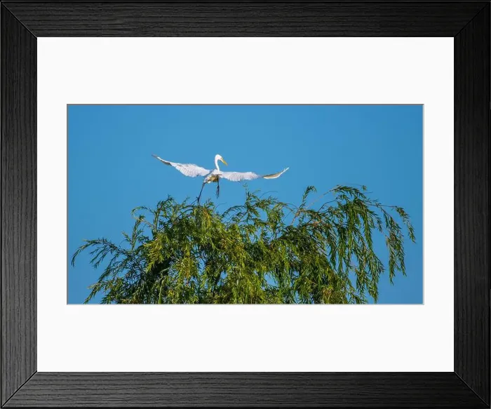 Framed Print : A beautiful great white egret lading on a willow tree in south Ontario of Canada, a closed up bird watching Framed Print : A beautiful great white egret lading on a willow tree in south Ontario of Canada, a closed up bird watching