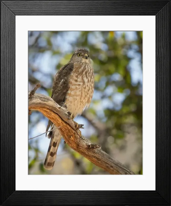 Framed Print : A Sharp-shinned Hawk in Arizona