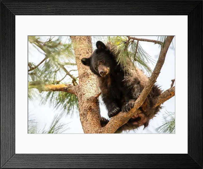 Framed Print : Brown Bears Framed Print : Brown Bears