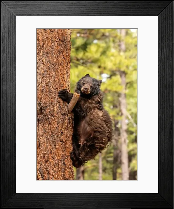 Framed Print : Brown Bears Framed Print : Brown Bears