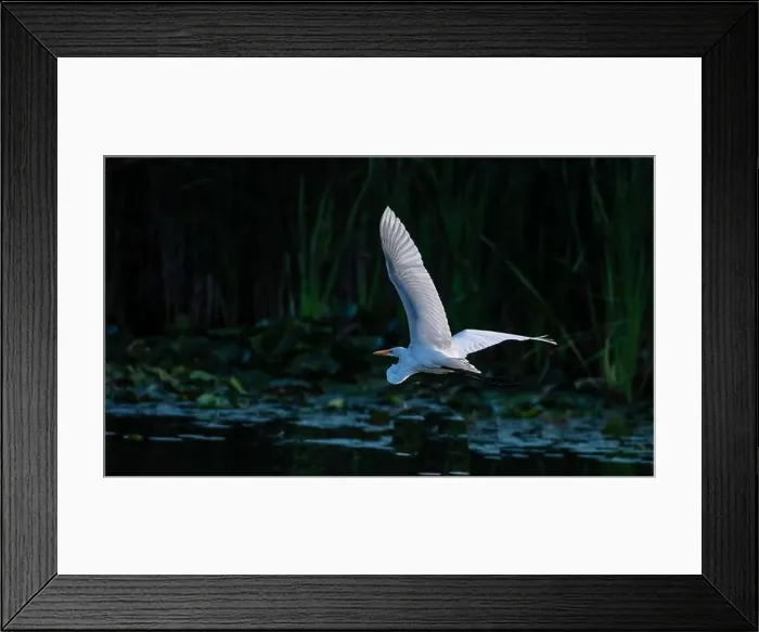 Framed Print : A beautiful great white egret flying over the lake in south Ontario of Canada Framed Print : A beautiful great white egret flying over the lake in south Ontario of Canada