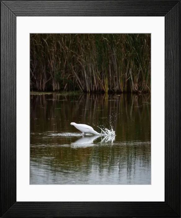 Framed Print : Great white egret fishing in a marshy pond on a summer day Framed Print : Great white egret fishing in a marshy pond on a summer day