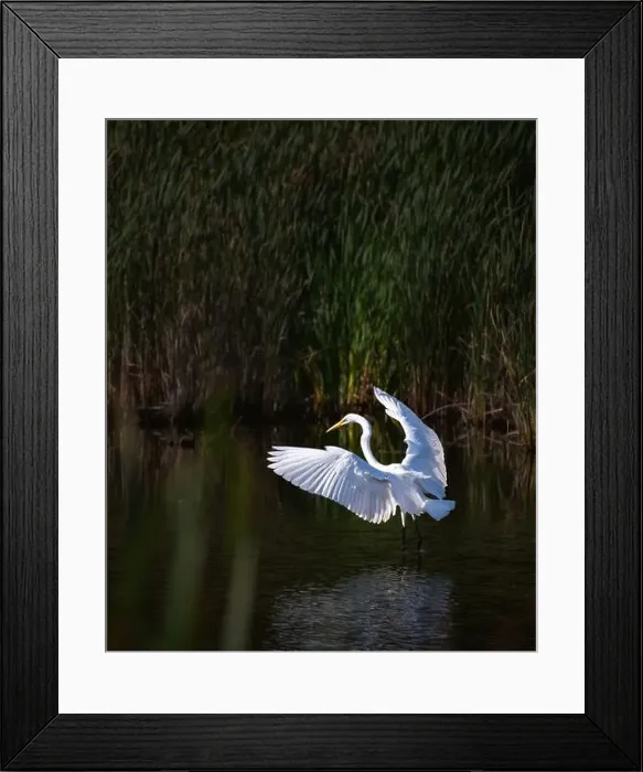 Framed Print : Great white egret standing in marshy pond with wings outstretched Framed Print : Great white egret standing in marshy pond with wings outstretched
