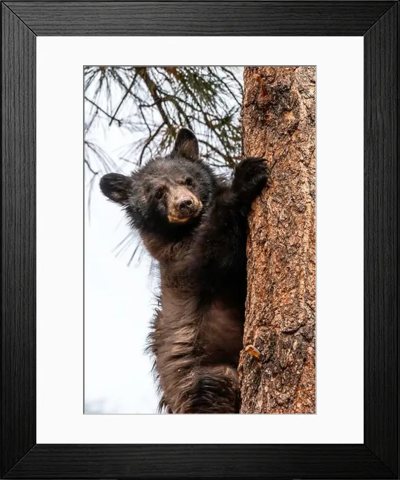 Framed Print : Brown Bears Framed Print : Brown Bears