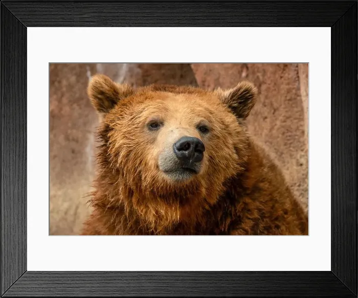 Framed Print : Brown Bears Framed Print : Brown Bears