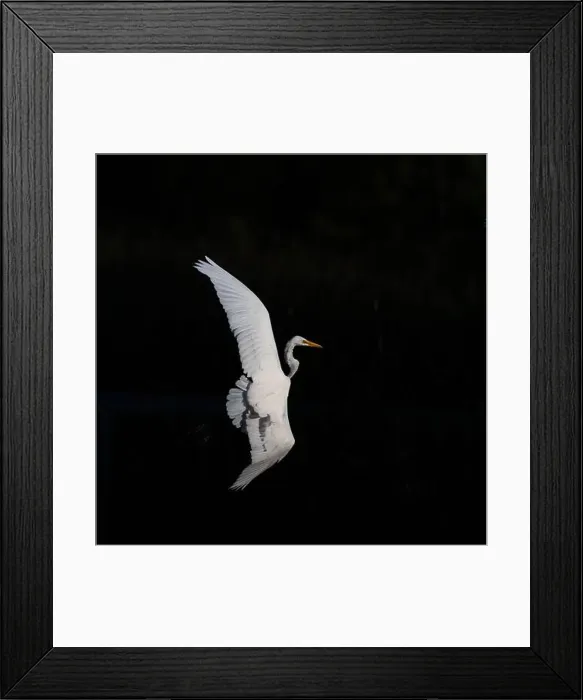 Framed Print : A beautiful great white egret flying over the lake in south Ontario of Canada Framed Print : A beautiful great white egret flying over the lake in south Ontario of Canada