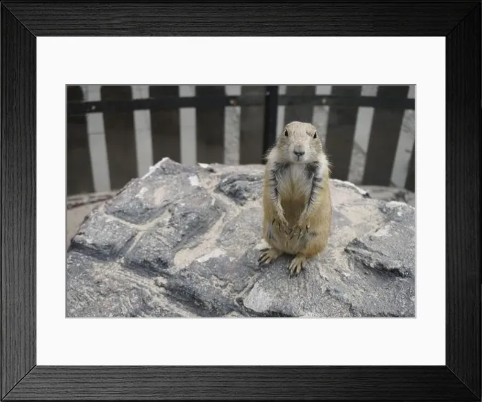 Framed Print : Prairie dogs are small burrowing rodents of the genus Cynomys Framed Print : Prairie dogs are small burrowing rodents of the genus Cynomys