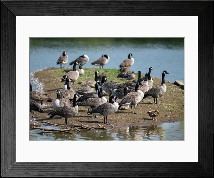 Framed Print : A mixed flock of geese and ducks gathered by the water's edge on a small island in a pool on a nature reserve