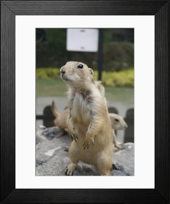 Framed Print : Prairie dogs are small burrowing rodents of the genus Cynomys Framed Print : Prairie dogs are small burrowing rodents of the genus Cynomys