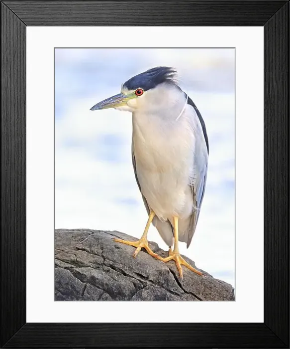 Framed Print : Portrait of a Black-crowned night heron sitting on the rock Framed Print : Portrait of a Black-crowned night heron sitting on the rock