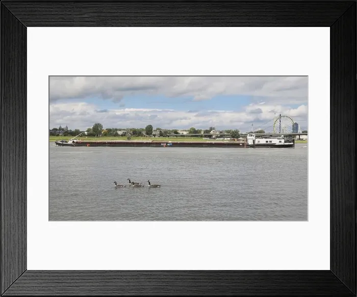 Framed Print : Canada geese on the Rhine, behind them a cargo ship, Duesseldorf, Germany, Europe Framed Print : Canada geese on the Rhine, behind them a cargo ship, Duesseldorf, Germany, Europe