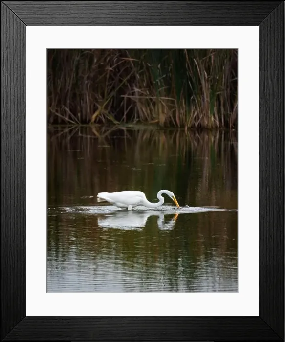 Framed Print : Great white egret fishing in a marshy pond on a summer day Framed Print : Great white egret fishing in a marshy pond on a summer day