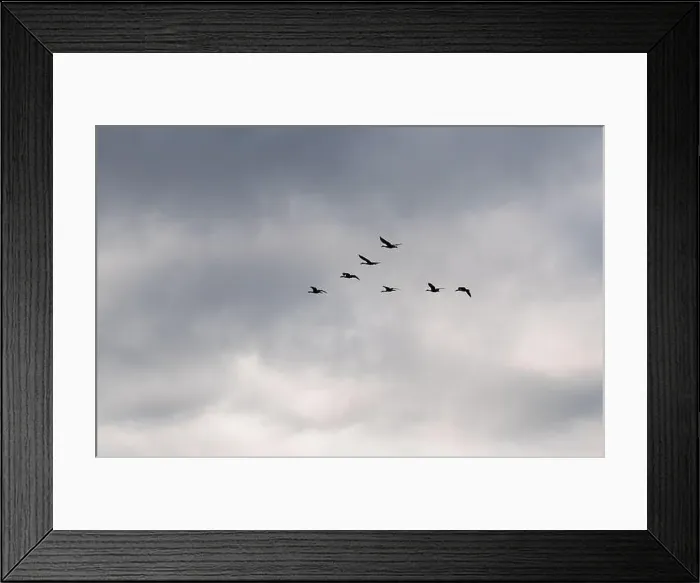 Framed Print : Flock of Canada geese flying in V shape formation across a cloudy sky Framed Print : Flock of Canada geese flying in V shape formation across a cloudy sky