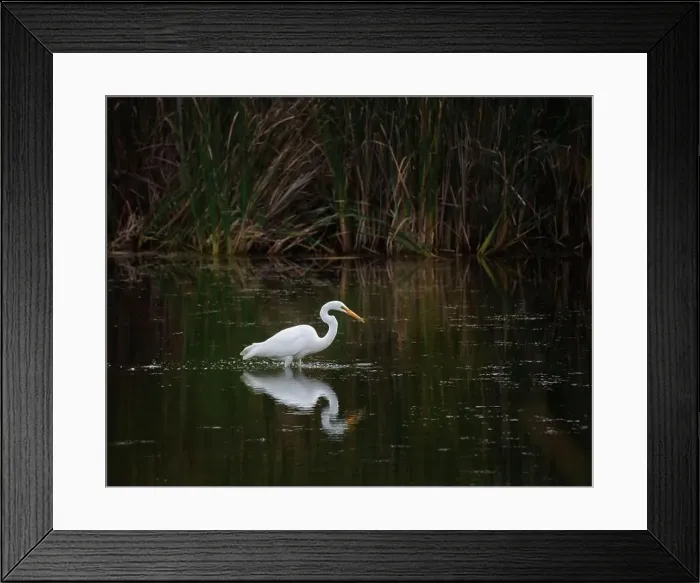 Framed Print : Great white egret standing alone in marshy pond on summer day Framed Print : Great white egret standing alone in marshy pond on summer day