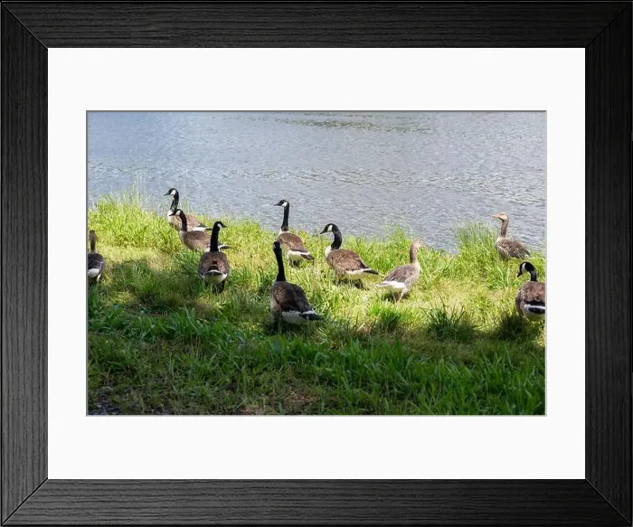 Framed Print : Many Canada geese ( Branta canadensis ) in the green grass in the wild, on the bank of a river Framed Print : Many Canada geese ( Branta canadensis ) in the green grass in the wild, on the bank of a river