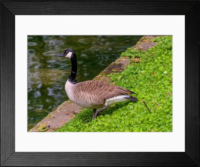Framed Print : country goose branta canadensis on the edge of the Stadtgraben at Konigsallee in Dsseldorf
