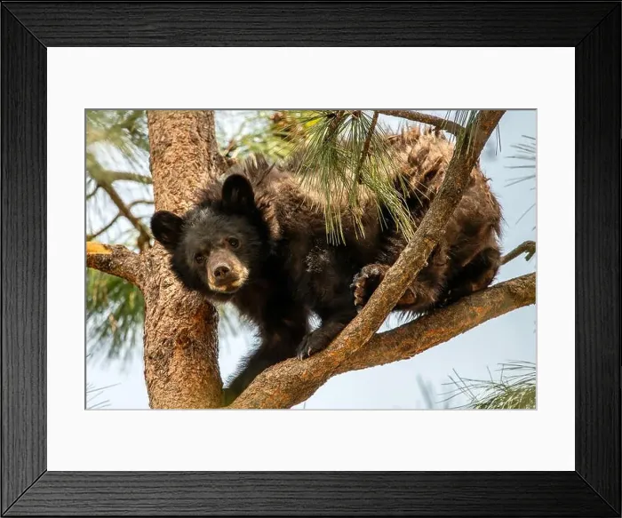 Framed Print : Brown Bears Framed Print : Brown Bears