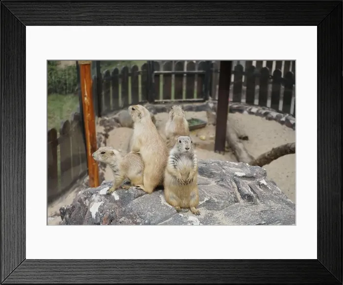 Framed Print : Prairie dogs are small burrowing rodents of the genus Cynomys Framed Print : Prairie dogs are small burrowing rodents of the genus Cynomys