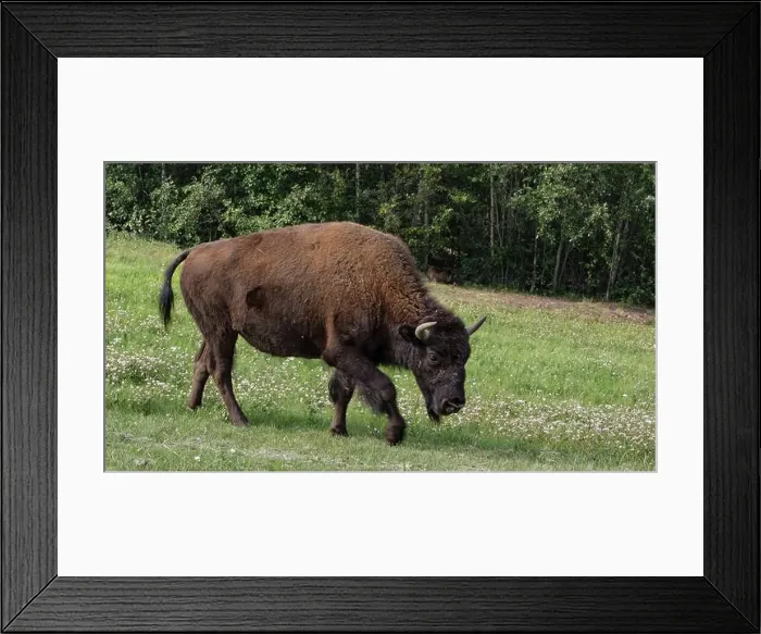 Framed Print : Saw a heard of Bison while driving the Alaskan highway Framed Print : Saw a heard of Bison while driving the Alaskan highway
