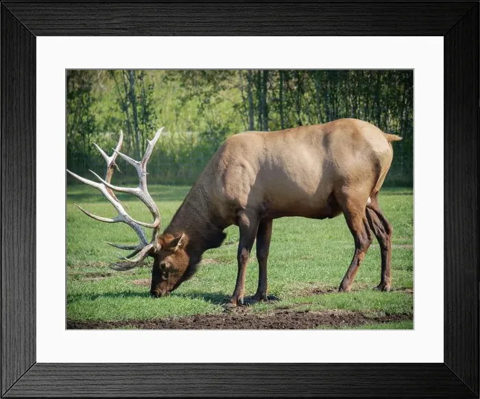 Framed Print : Elk eating some grass in the Yukon Wildlife Preserve Framed Print : Elk eating some grass in the Yukon Wildlife Preserve