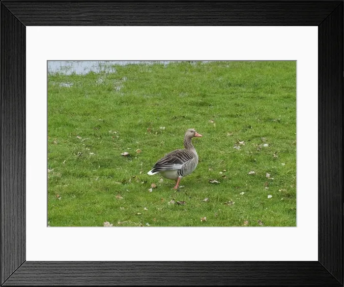 Framed Print : Canada goose (Branta canadensis) at a marshland, Lower Rhine, North Rhine-Westphalia, Germany, Europe Framed Print : Canada goose (Branta canadensis) at a marshland, Lower Rhine, North Rhine-Westphalia, Germany, Europe