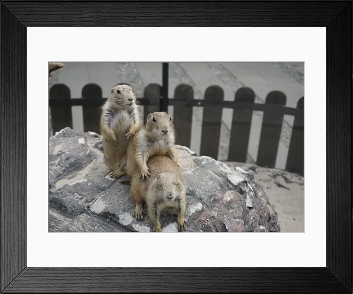 Framed Print : Prairie dogs are small burrowing rodents of the genus Cynomys Framed Print : Prairie dogs are small burrowing rodents of the genus Cynomys