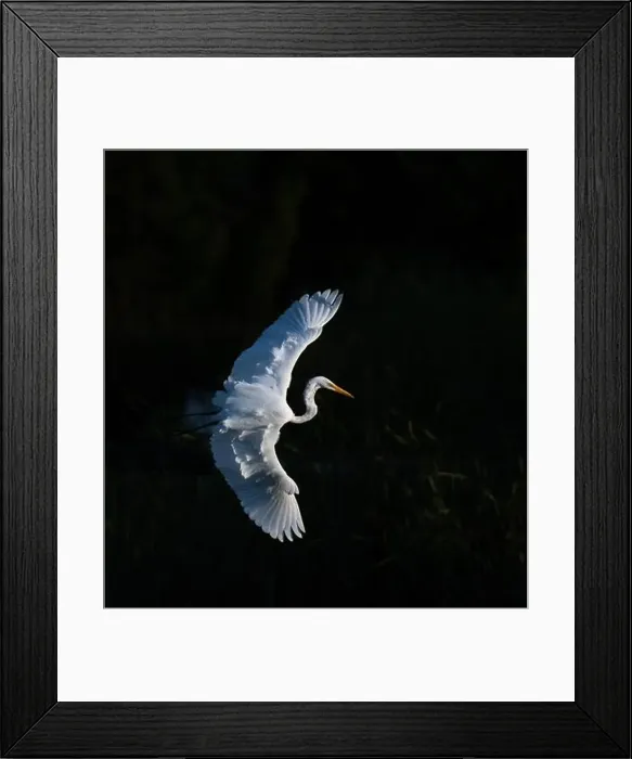 Framed Print : A beautiful great white egret flying over the lake in south Ontario of Canada Framed Print : A beautiful great white egret flying over the lake in south Ontario of Canada