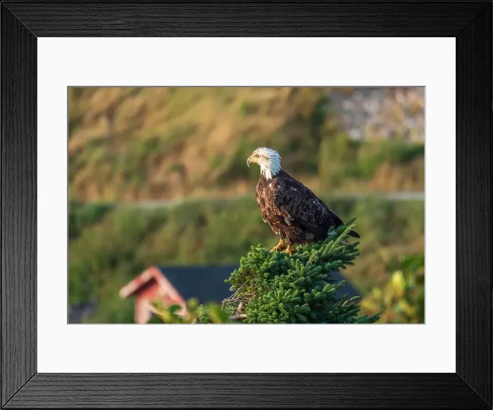Framed Print : A bald eagle perching atop an evergreen tree in Cape Breton Highland National Park, Nova Scotia, Canada Framed Print : A bald eagle perching atop an evergreen tree in Cape Breton Highland National Park, Nova Scotia, Canada